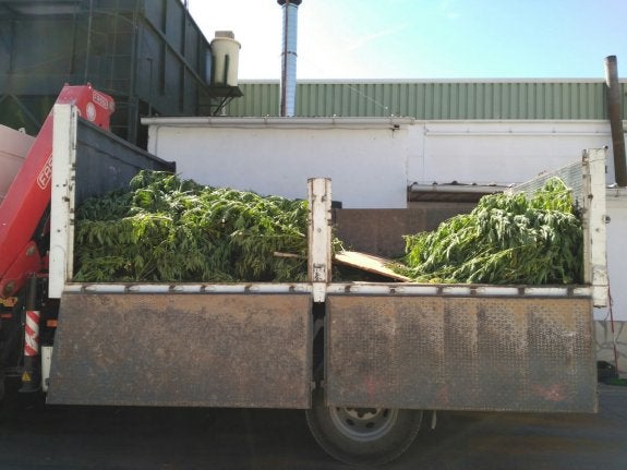 Parte de las plantas de cannabis sativa incautadas en Dúrcal en el camión que las transportó.