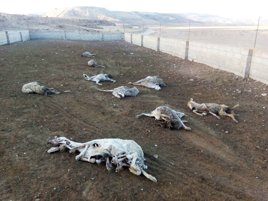 Ovejas muertas y desgarradas en la explotación de Orce que, según el ganadero, fue atacada por buitres el pasado sábado.