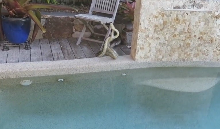 Lucha feroz entre dos serpientes en su piscina