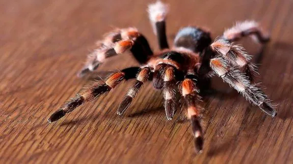 Mito o realidad: ¿nos tragamos arañas mientras dormimos?