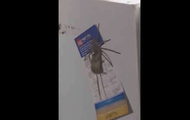 Entra en su cocina y ve a una araña enorme arrastrando un ratón por la cabeza