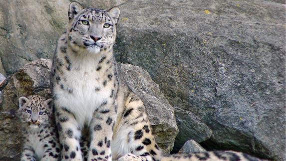 Leopardo de las nieves.