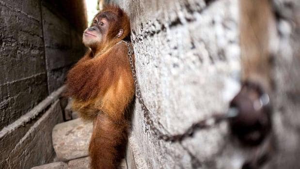 Rescatan a un orangután que pasó un año emparedado entre dos casas