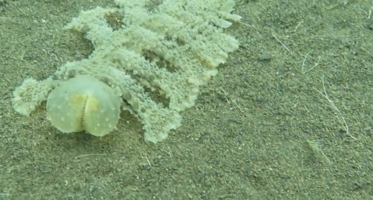 Hallan una aterradora criatura oceánica