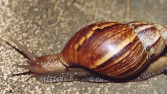 Alerta: los peligrosos caracoles gigantes africanos llegan a España
