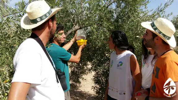 Voluntarios colocan un bebedero en un olivo en uno de los campos de trabajo celebrados en Jaén.