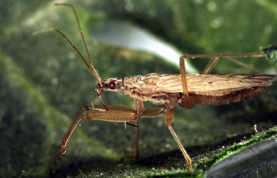 Demuestran que el canibalismo en los insectos puede mejorar su fertilidad y su capacidad depredadora