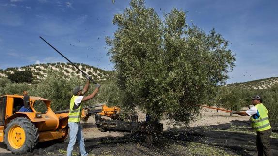 Dos trabajadores varean uno de los olivos del municipio de Escañuela. 