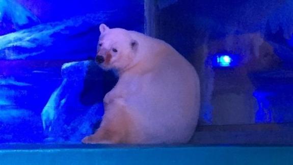 Pizza, el oso polar más triste del mundo, volverá al lugar donde nació