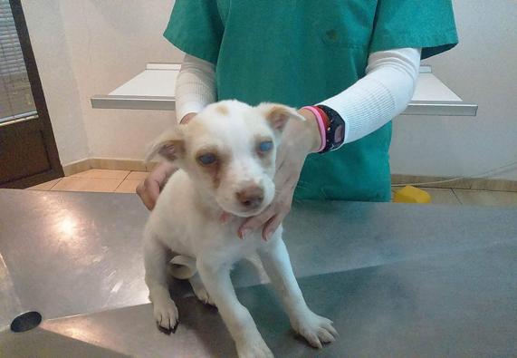 Un cachorro ciego en busca de acogida en Jaén enternece a los internautas