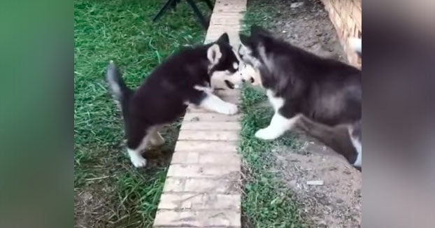 La tremenda dulzura de dos pequeños Huskys