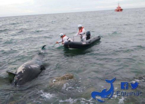 Un calderón varado en La Cañada