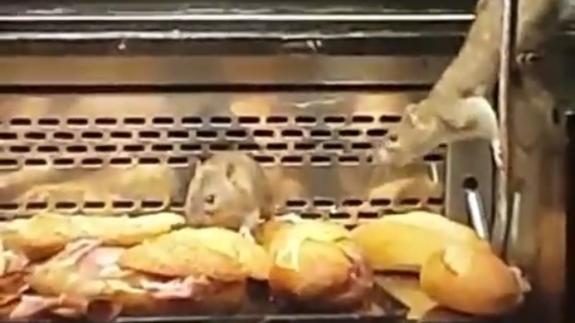 Cierran una panadería de Madrid tras encontrar cuatro ratas comiendo en los mostradores de comida