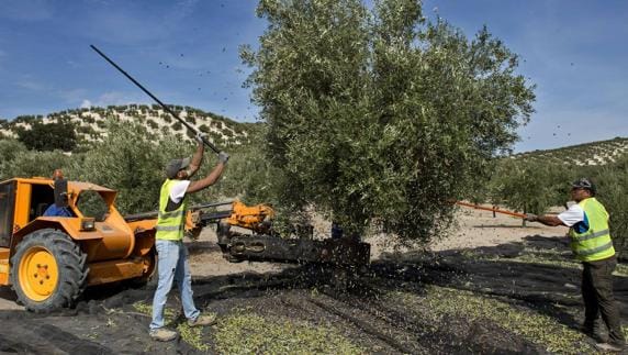 Jaén recibe 4,3 millones de euros en ayudas para apoyar el olivar ecológico