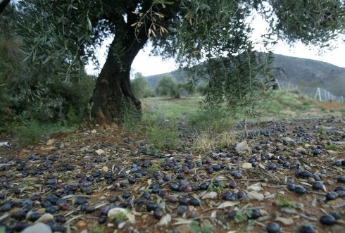 Aceitunas en el suelo en un olivar de la provincia de Jaén.