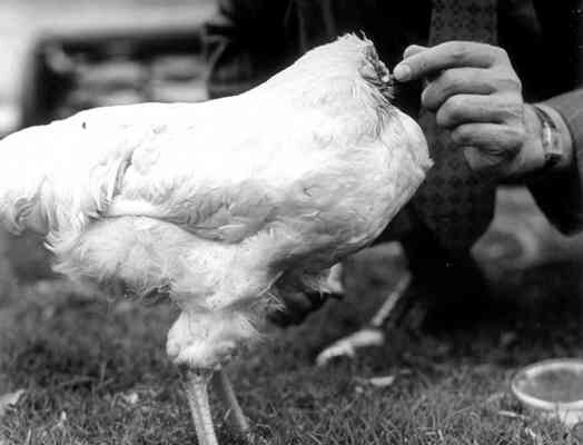 Puede un pollo seguir viviendo sin cabeza? | Ideal