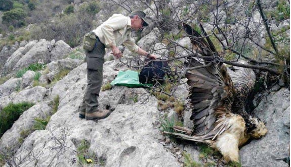 Investigan a un ganadero de Jimena por envenenar a un quebrantahuesos
