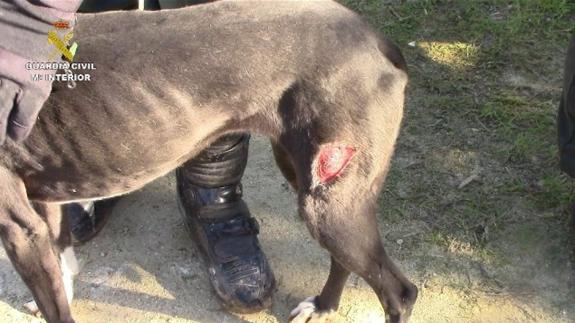 Rescatados 42 animales en pésimas condiciones y hacinados en una perrera ilegal en Chiclana