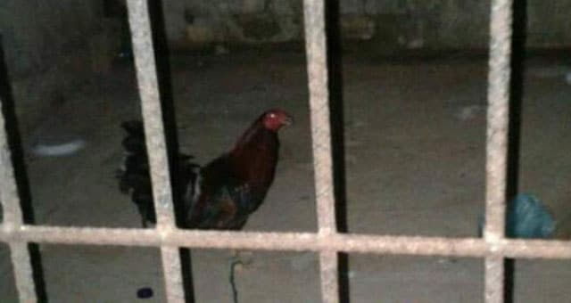 Mandan 2 días a la cárcel a un gallo por una pelea entre vecinos