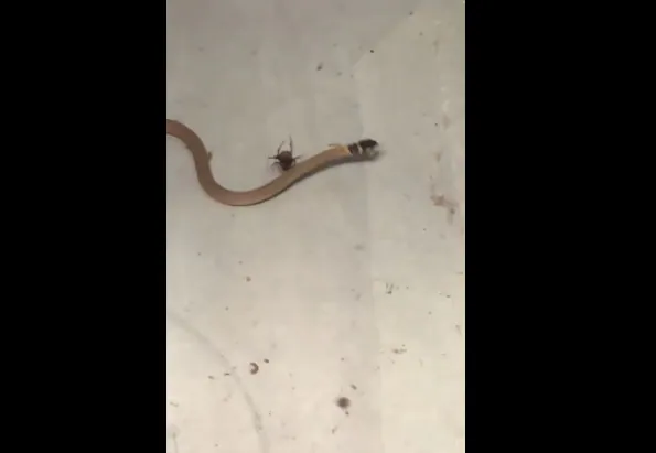 Una viuda negra atrapa y asesina a una venenosa serpiente marrón