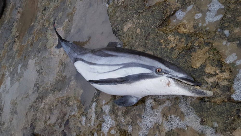 Aparece muerto un delfín listado en una cala de Torrevieja