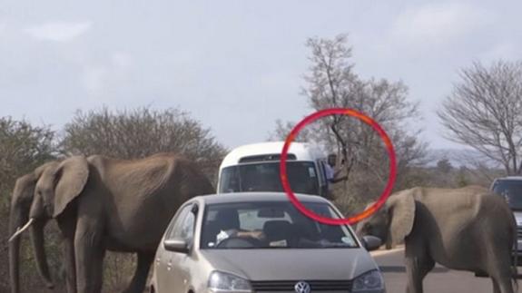 Muere tras ser aplastado por un elefante con el que quería hacerse un 'selfie'