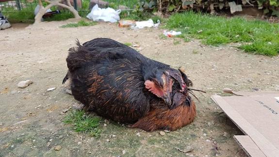 "Pude ver una gallina a la que habían cortado el cuello junto a velas, periódicos y restos de flores"