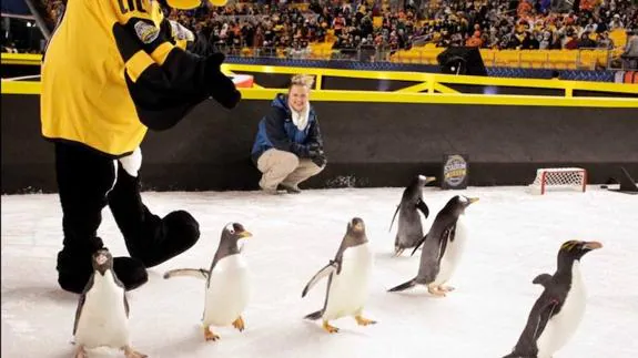 Lluvia de críticas a la NHL por usar pingüinos durante un partido