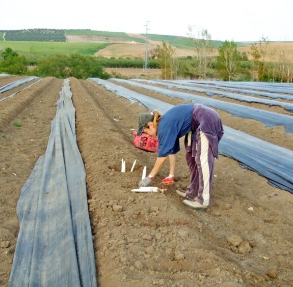 La recolección del espárrago blanco en las distintas zonas productoras de la provincia ha llegado a generar miles de jornales para los trabajadores agrarios.