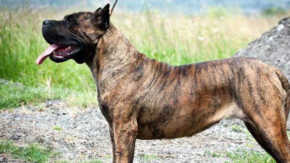 Un ejemplar de perro de presa canario.