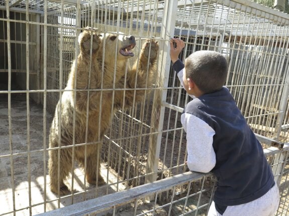 Un niño da de comer a la osa 'Lula' en el zoo de Mosul después de la expulsión de los yihadistas de este distrito de la ciudad.