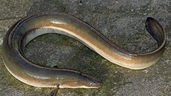 Extirpan una anguila del intestino a un chino que se la metió por el recto para luchar contra el estreñimiento