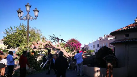 Un gran árbol se cae sobre 'El Lengüetas'