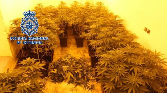 Desmantelan una plantación 'indoor' de cannabis en una vivienda de Granada
