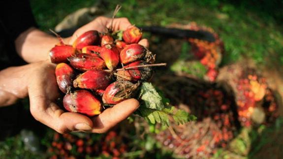 Cómo afecta a nuestro cuerpo el aceite de palma