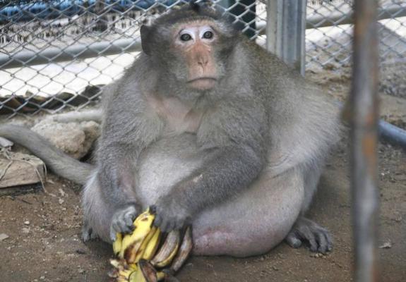 'Tio Gordo', el mono famoso por su sobrepeso, se pone a dieta