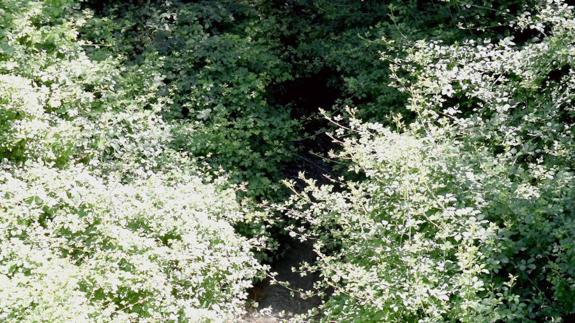 El río Darro, desde el lateral norte del puente del Aljibillo.
