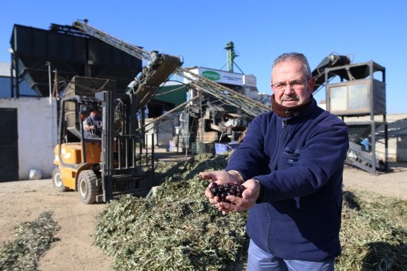 Cooperativa de Láchar donde se produjeron varios robos de aceituna en la última campaña.