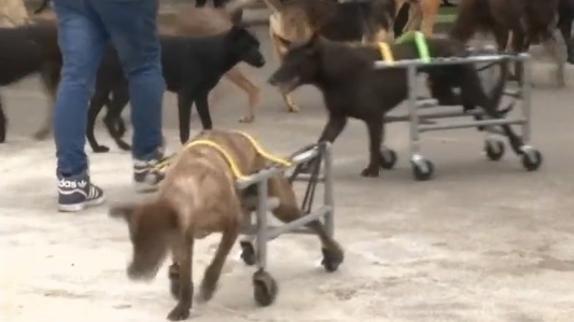 Un mécanico diseña sillas de ruedas para perros con tuberías de agua