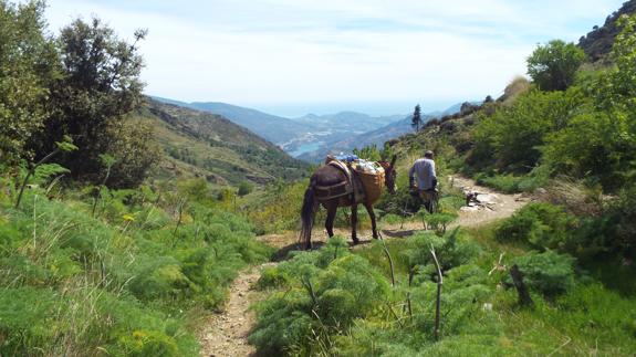 Juan Ramón (al que le falta la pierna derecha), su mujer Ana y el mulo que le ha prestado un amigo recorriendo el sendero de gran recorrido 'Sulayr' durante 15 días y casi 400 kilómetros