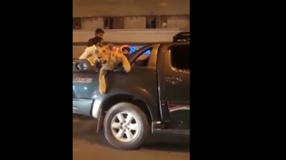 Pasea a su león en su vehículo y causa el pánico entre la gente