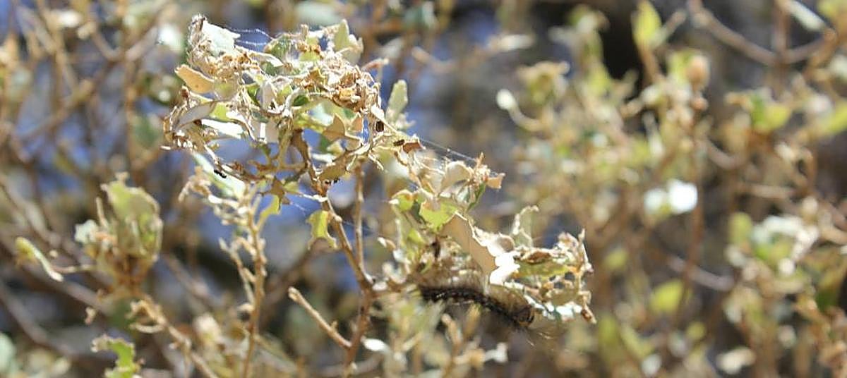 Temor en el Alto Tormes por las sospechas de vuelta de la lagarta a las encinas