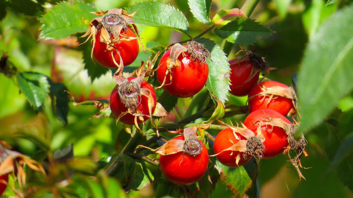 Cicatrices y verano: mala combinación