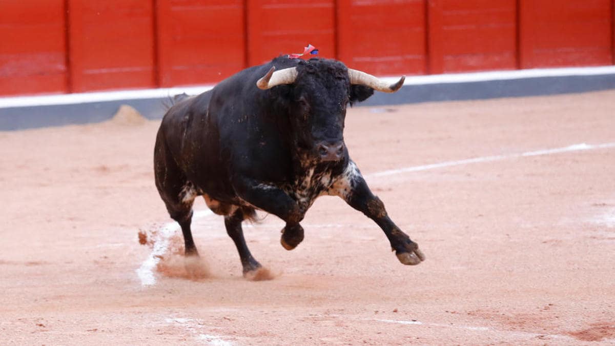 ´Higuero´, el segundo toro indultado en la historia del coso taurino de La Glorieta