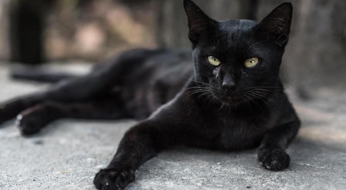 Piden 9 meses de cárcel para un acusado de matar a un gato callejero