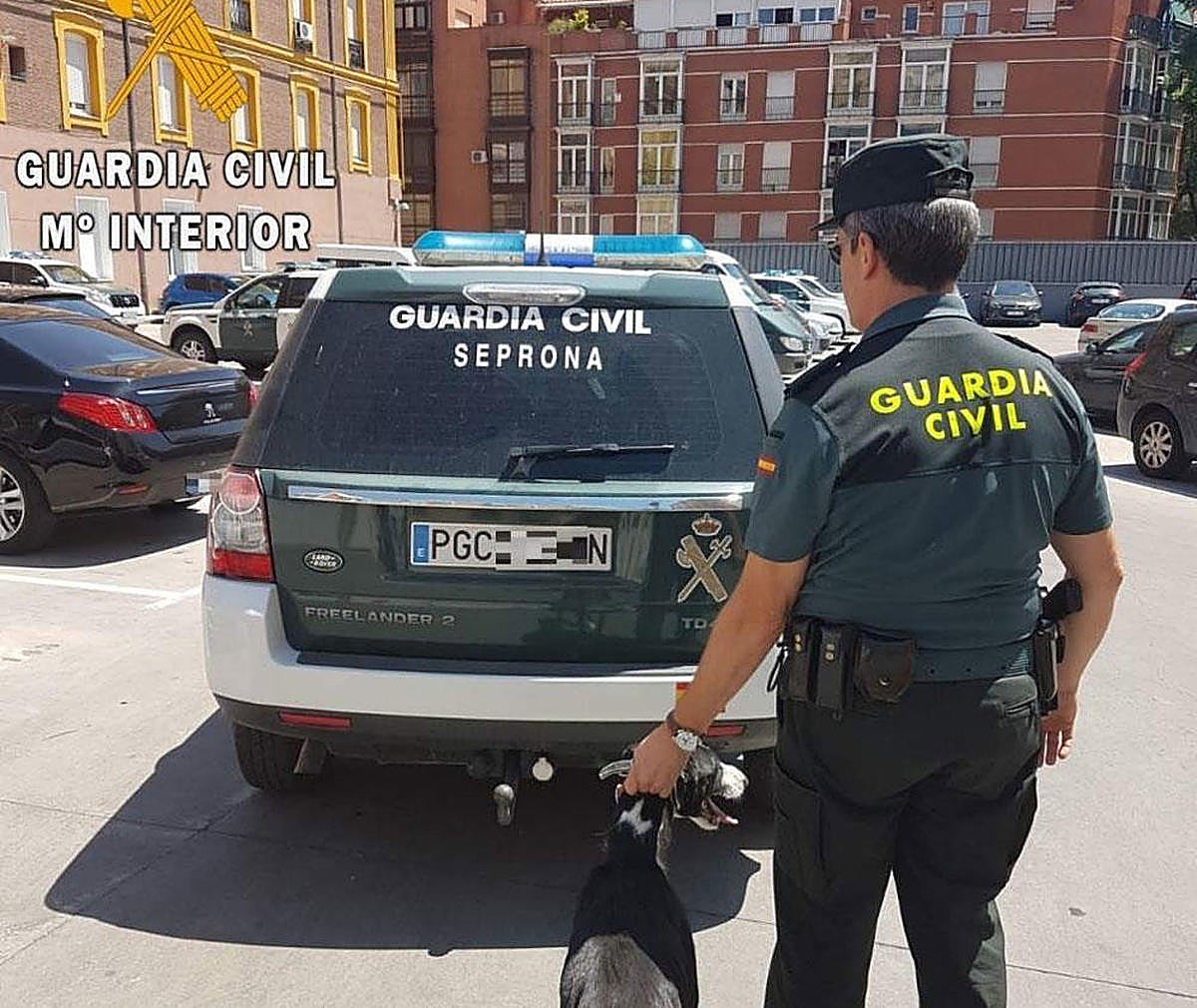 Siete detenidos en una operación contra el tráfico de galgos a los que maltrataban brutalmente