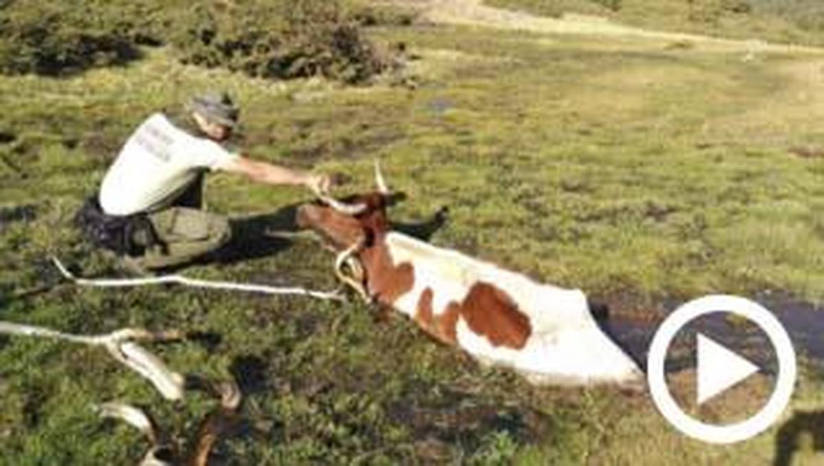 Espectacular rescate de una vaca atrapada en una turbera