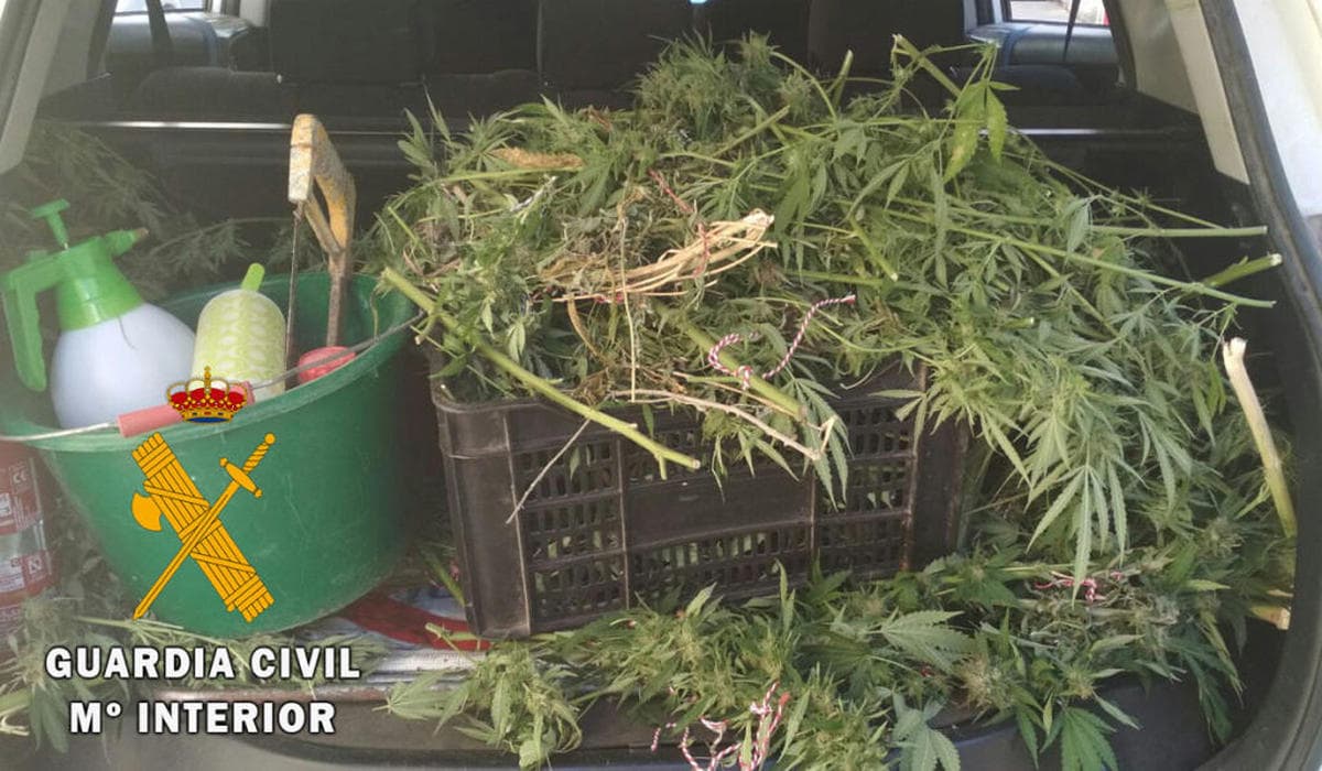 La Guardia Civil se incauta seis plantas de marihuana en Ciudad Rodrigo