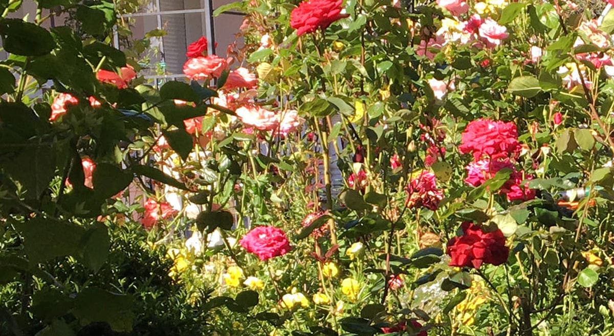 Corta las rosas de una planta en la vía pública por el aniversario de la muerte de su madre