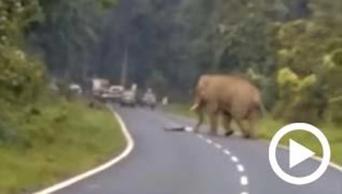 Horrible vídeo: Un hombre muere aplastado por un elefante al intentar hacerle una foto